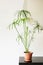 Vertical shot of a tall umbrella papyrus plant in a brown pot on a black table with white background