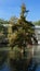 Vertical shot of taxodium distichum tree grown in water at the crystal palace in the Retiro park