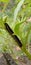 Vertical shot of a theretra oldenlandiae caterpillar on