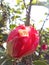 Vertical shot of the Thespesia Grandiflora flower in a garden