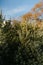 Vertical shot of thick dense trees under the sky