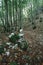 Vertical  shot of a thick forest with tall trees and a narrow footpath - perfect for wallpaper