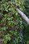 Vertical shot of a thick growth of Virginia creeper vines with purple fruits