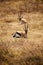 Vertical shot of Thomson's gazelles laying on a safari field