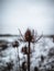 Vertical shot of a thorny plant covered with snow