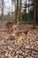 Vertical shot of three adorable deer with sika fur in the forest with dry trees and leaves