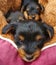 Vertical shot of three black Yorkshire Terriers on the soft bed