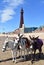 Vertical shot of three donkeys standing in front of Blackpool Tower on a sunny day
