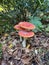 Vertical shot of three fly agarics (Amanita muscaria) near a tree in a forest