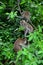 Vertical shot of three monkeys climbing the tree