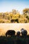 Vertical shot of three sheep in the shade on a field in the Swedish countryside