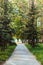 Vertical shot of Thuja evergreen trees with a sidewalk