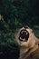 Vertical shot of a tiger roaring with green plants in the background