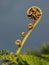 Vertical shot of a tightly furled frond â€œkoruâ€ - signifies new life, new beginnings