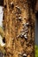 Vertical shot of tiny fungi on a tree bark