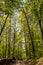 Vertical shot of a tiny road in a forest surrounded by tall trees