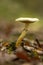 Vertical shot of toadstool fungus