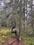 Vertical shot of a tortuous tree in a forest during autumn