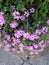 Vertical shot of trailing lantana (lantana montevidensis)