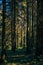 Vertical shot of a tranquil forest in Ukraine, Ivano-Frankivsk region on a sunny day