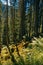 Vertical shot of a tranquil forest in Ukraine, Ivano-Frankivsk region on a sunny day