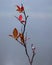 Vertical shot of a tree branch with red leaves and a spider web under the gloomy sky in autumn