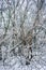 Vertical shot of tree branches in a field covered in the snow at daytime in winter