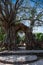 Vertical shot of a tree gate in Ayutthaya, Thailand.