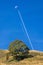 Vertical shot of a tree on the slope of the hill against a background of plane contrails in blue sky