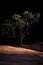 Vertical shot of a tree in Soldier Pass Trail in Sedona, Arizona