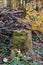 Vertical shot of tree stump with stacked of old wooden logs in the forest