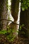 Vertical shot of tree trunk attacked by a beaver