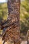 Vertical shot of a tree trunk with unusual rings at the McDowell Sonoran Preserve in Arizona, U