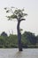 Vertical shot of a tree in the Udawalawe national park in Sri Lanka