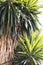 Vertical shot of trees of the agave species