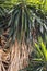 Vertical shot of trees of the agave species