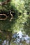 Vertical shot of trees on the river at Kavery Nisarga Dhama, India, Asia