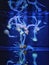 Vertical shot of tropical jellyfish swimming underwater in an aquarium