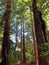 Vertical shot of trunks of redwood trees in a forest