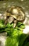 Vertical shot of turtle eating lettuce leaves with a shadow of leaves on the floor