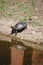 Vertical shot of a turtle reflected on the pond