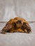 Vertical shot of a turtle (Testudines) with a yellow horny shell, isolated on a white surface