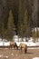 Vertical shot of two baby Rocky Mountain elks grazing in a winter park before evergreen trees