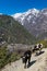 Vertical shot of two calves walking on the dirt trail in Lower Pisang village, Nepal