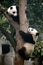 Vertical shot of two cute pandas climbing the tree in Chengdu, China