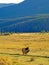 Vertical shot of two elks grazing on the pasture surrounded by high rocky mountains