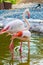 Vertical shot of two flamingoes in Al Areen Wildlife Park in Bahrain