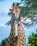 Vertical shot of two giraffes kissing each other surrounded by trees in a park under the sunlight