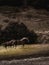 Vertical shot of two horses riding together on a mountain