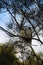 Vertical shot of two laughing kookaburras perched on a branch